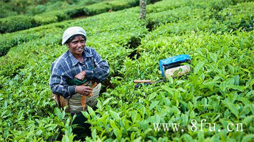 七年一级贡眉茶多少钱一斤