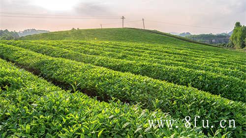 福鼎白茶是什么茶