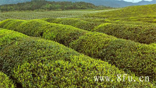 说茶小课堂再谈白茶