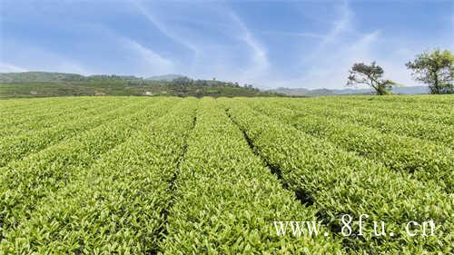 福鼎地区主要的品牌有哪些