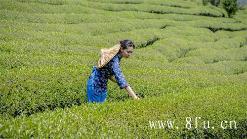 福鼎大毫茶产地及分布及分布