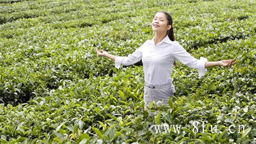 白茶的主要产区是哪里