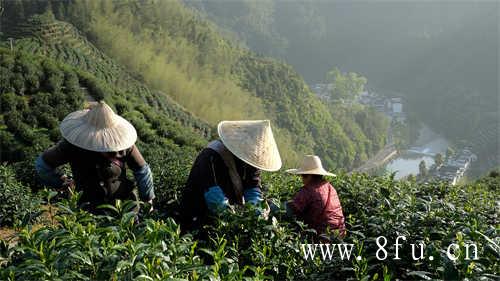 大白茶与绿雪芽