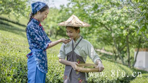 中国十大名茶之首你知道几个