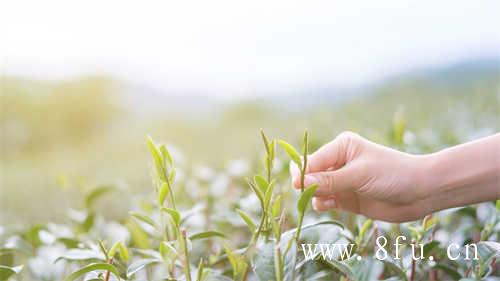 现在中国普洱茶十大品牌