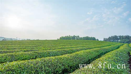 特级老白茶寿眉茶饼价格