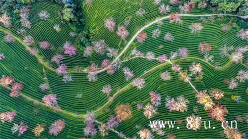 白牡丹茶是中国福建历史名茶