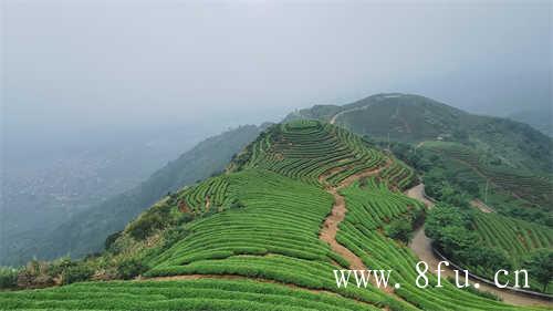 散白茶和饼茶哪个更好