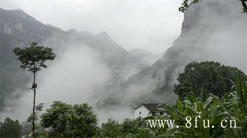 散茶好还是紧压饼茶好