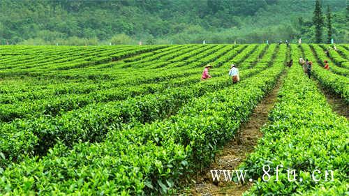 冲泡白牡丹茶的水温是多少