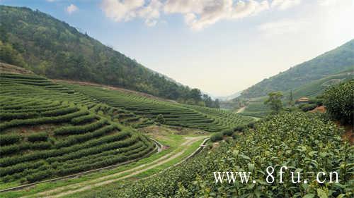 散茶和饼茶的区别在哪里