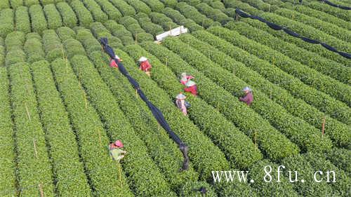 好茶不压饼已经是过去式