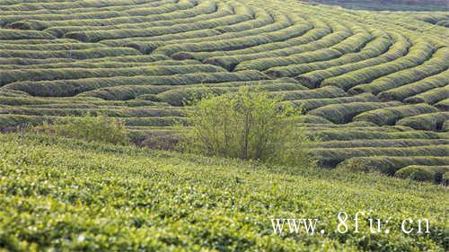 怡臻原研学栏目茶区研学