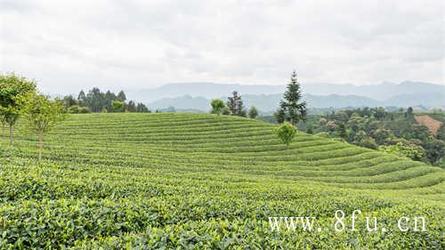 方守龙茶一片树叶的故事