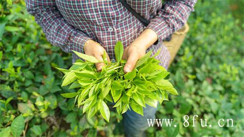 福鼎白茶制茶师研习班成功举办