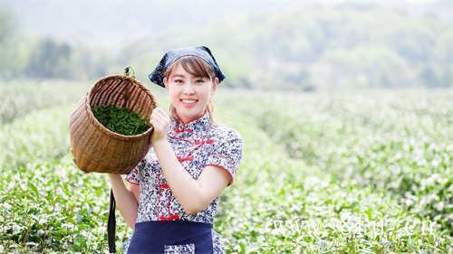 无糖茶市场前景如何