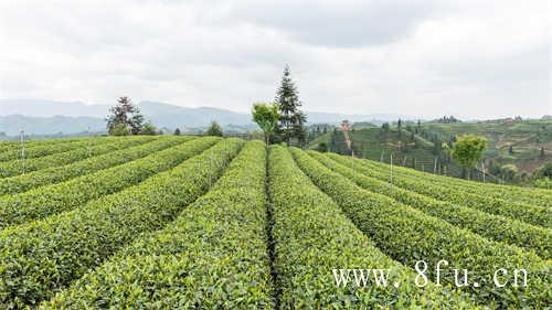 冬季奶茶攻略奶茶控必备