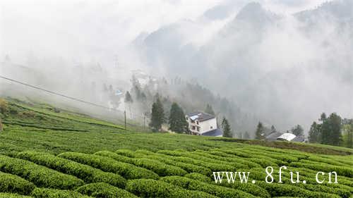 福建的天气及植披适合种植白茶