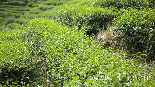 福鼎白茶茶饼存放方法