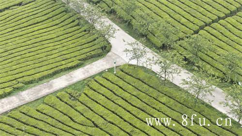 陈茶饼和新茶饼哪个好