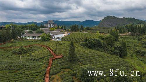 冷水煮茶和热水煮茶哪个更好喝