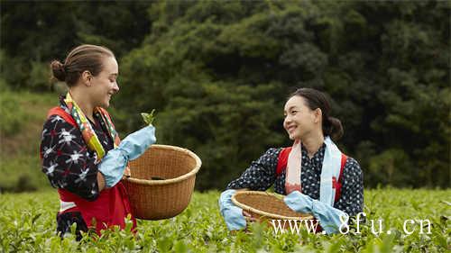 白茶压饼好还是散茶好