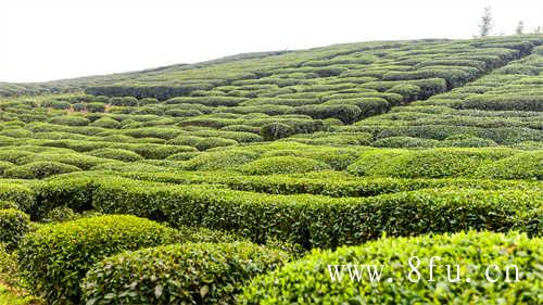 贡眉白茶的特点