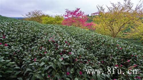 更年期喝乌龙茶的误区