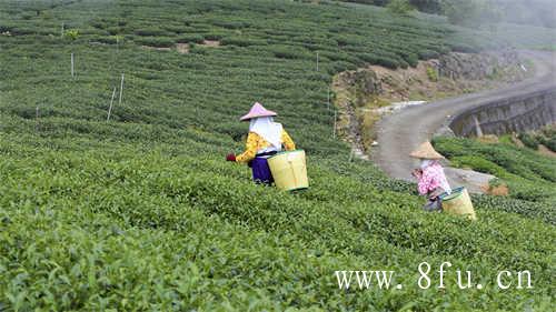 青岛茶博会｜茗星之战巅峰对决