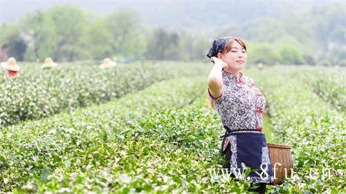 六妙白茶妙不可言的品茶体验