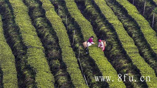 福鼎白茶是什么茶