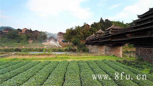 如何选择白茶你有什么建议