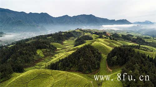 陈家瑞茶园管理