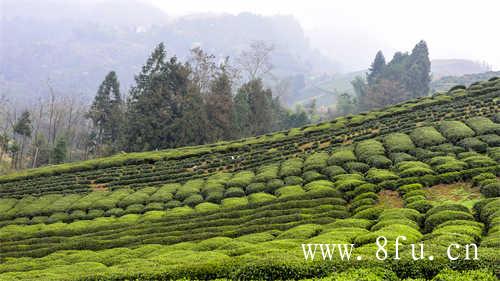 保持联系一起前行怡臻原茶文化