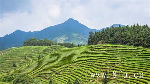 茶香引路溯远古气息而上