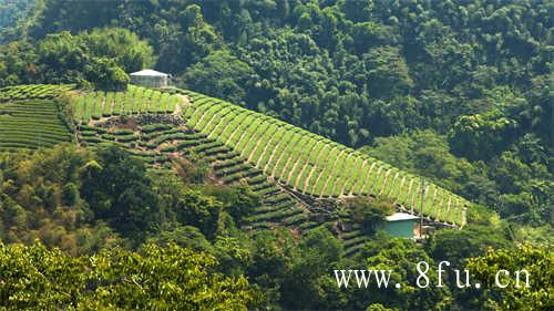 为什么白茶压饼比散茶好