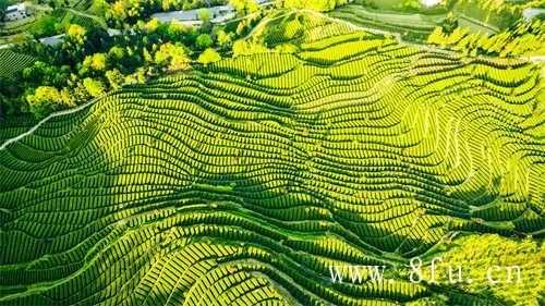 福建太姥山的茶为什么好