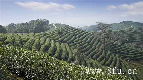 福鼎白毫茶的历史